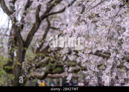 Weeping cherry three at the Rikugien Garden (six poems garden), Beautiful Japanese style landscape garden in Tokyo, Japan Stock Photo