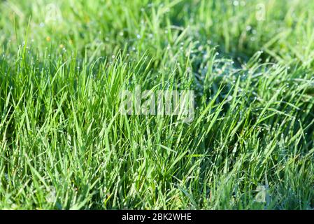 Dew: beads of morning dew on of Spring grass Stock Photo