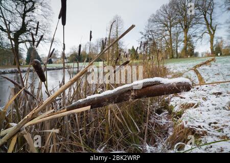 Cattails/bulrush (Typha latifolia) beside river. Stock Photo