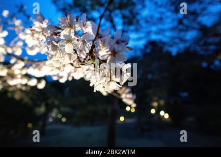 Weeping cherry three at the Rikugien Garden (six poems garden), Beautiful Japanese style landscape garden in Tokyo, Japan Stock Photo