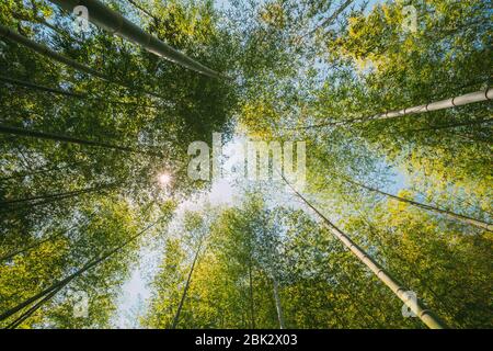 Spring Sun Shining Through Canopy Of Tall Trees Bamboo Woods. Sunlight In Tropical Forest, Summer Nature. Upper Branches Of Different Deciduous Trees Stock Photo