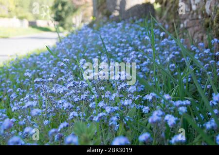Forget me nots on the roadside Stock Photo