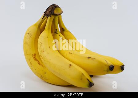 A perennial with six ripe bananas Stock Photo