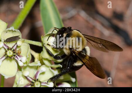 Eastern Carpenter Bee, Xylocopa virginica, foraging on Antelope Horns, Asclepias asperula Stock Photo