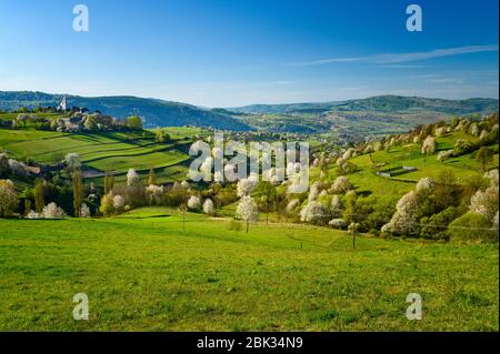 Green spring landscape, meadows, blossom cherry trees and beautiful view Stock Photo