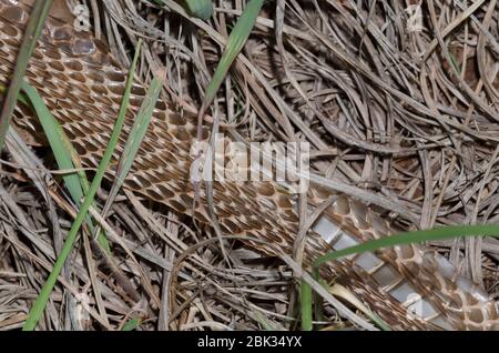 Black Rat Snake, Pantherophis obsoletus, shed skin Stock Photo