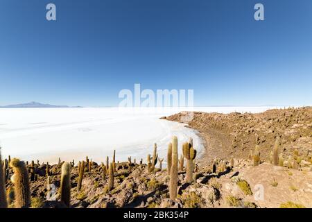 Incahuasi island (Cactus Island) located on Salar de Uyuni, the world's largest salt flat area, in Bolivia Stock Photo