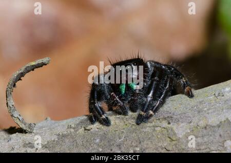 Bold Jumping Spider, Phidippus audax Stock Photo
