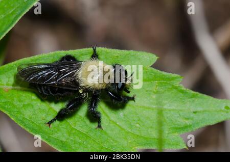 Bee-like Robber Fly, Laphria flavicollis, female Stock Photo