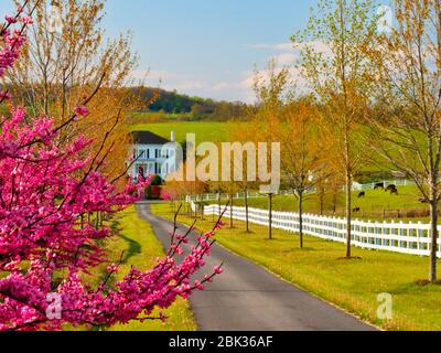 Redbud on farm near Middlebrook in the Shenandoah Valley, Virginia, USA Stock Photo