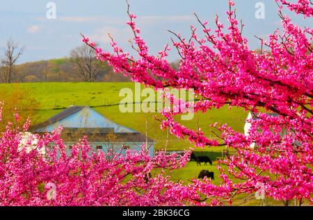 Redbud on farm near Middlebrook in the Shenandoah Valley, Virginia, USA Stock Photo