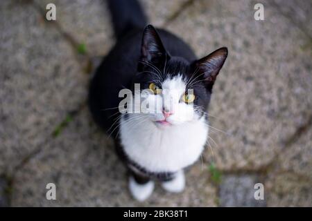 Black and white cat with yellow eyes sitting outside on the ground and looking up staring at the camera Stock Photo