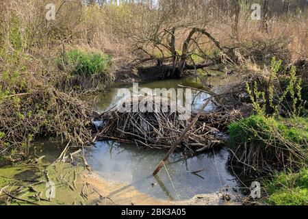 Beaver's Lodge, Beaver Dam on river Stock Photo