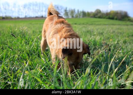dog digs a hole in the meadow, the dog is digging the ground Stock Photo