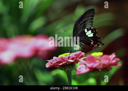 Pink Zinnia is elegantly bathed in the sunshine of a summer day. Zine flower graceful on an  green background. Black butterfly on pink flower. Stock Photo