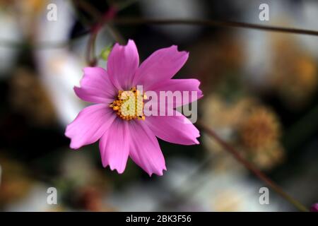 Beautiful purple Cosmos flowers in the garden. Violet flowers pictures ...