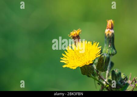 Sonchus asper flower, also commonly known as  prickly sow thistle, rough milk thistle, spiny sowthistle, sharp fringed sow thistle Stock Photo