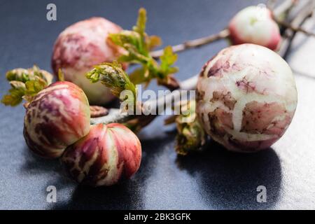 cynips quercusfolii gall balls on oak leaf Stock Photo