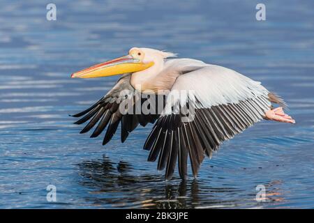 A Great White Pelican (Pelecanus onocratalus) in full breeding plumage on Lake Kerkini, Greece Stock Photo