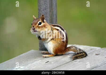 Chipmunk on deck Stock Photo