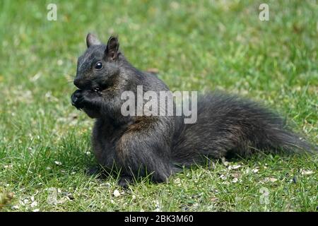 Squirrel in the backyard Stock Photo