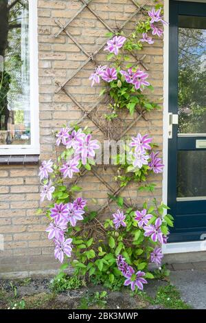Large flowered Clematis cultivar 'Nelly Moser' on a wall in an urban garden. Beautiful white - pink colored Clematis. Stock Photo