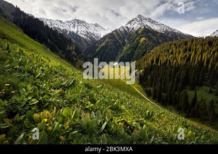 Meadow with flowers and green hills at mountain valley against cloudy sky in Kazakhstan