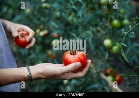 Young farmer is picking red ripe tomatoes in his shirt at greenhouse. Natural farming concept Stock Photo