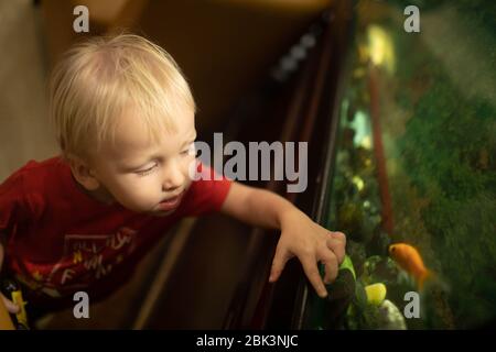 A small blond boy looks at an aquarium and a red fish. Stock Photo