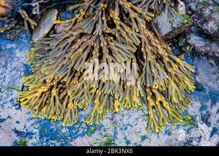 The fronds and vesicules of Bladder Wrack seawed lying on rocks on the North Sea coast, England Stock Photo