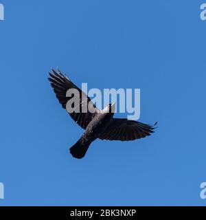 A Jackdaw (corvus monedula) In Flight in the uk Stock Photo