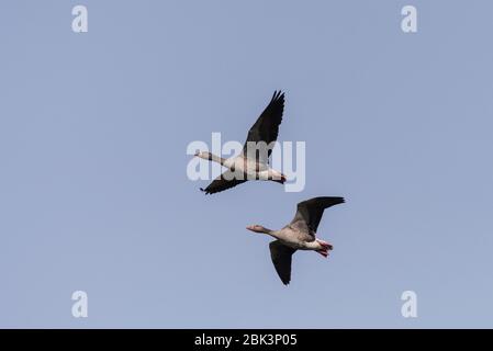 A pair of Pink Footed Geese (Anser brachyrhynchus) in flight in Uk Stock Photo