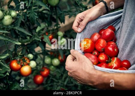 Farmer is holding his shirt full of red ripe tomatoes at the garden Stock Photo
