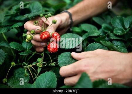 Farmer is picking red ripe strawberry in his greenhouse. Natural farming and healthy eating concept Stock Photo