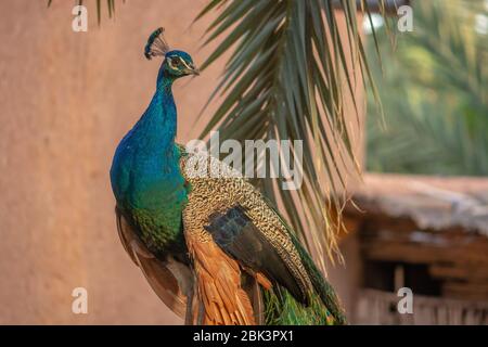 Beautiful male peacock with its colorful tail feathers in a exotic garden Stock Photo