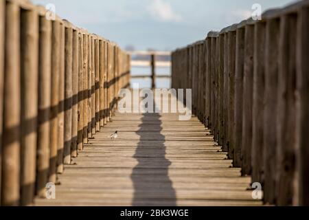 Wooden deck constructed for water transportation and birdwatching at the protected areas of lake Vistonida Porto Lagos. Xanthi region, Northern Greece. Selective shallow focus image on funny bird Stock Photo