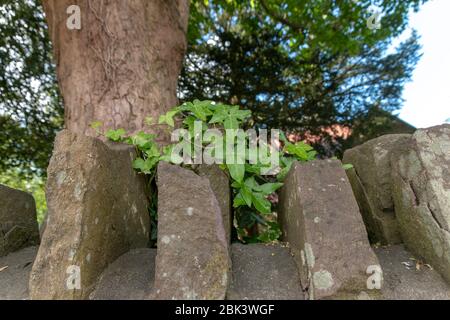 a close up view of green vines growing over the stone wall Stock Photo