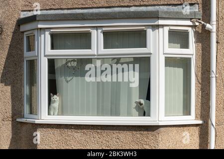 a close up view of a lounge window with two white and black cats sitting on either side Stock Photo