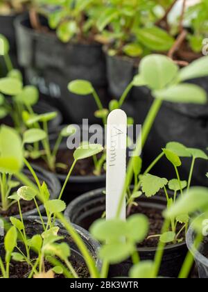 False Queen Anne's lace (Ammi majus) seedlings Stock Photo