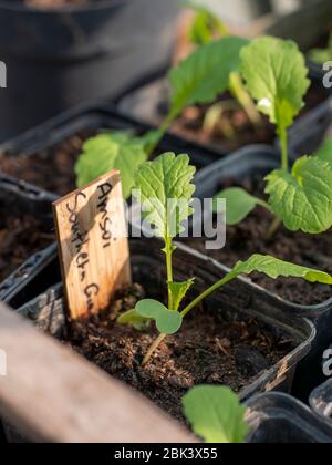 Amsoi 'Southern Giant Curled' (Brassica juncea ssp. Juncea) seedlings. Stock Photo