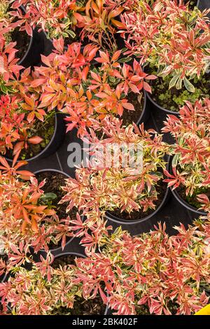 Plants in pots: evergreen plant Pieris japonica, the Japanese andromeda or Japanese pieris. Garden shop. Stock Photo