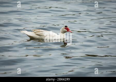 Large soutamerican Muscovy Duck, a domestic duck of white color with red beak swimming in blue lake. Stock Photo