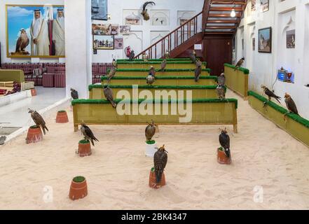 Falcons in the Falcon Souq, Doha, Qatar, Middle East Stock Photo