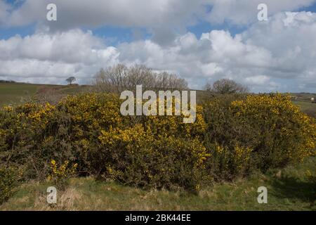 Spring Flowering Bright Yellow Wild Gorse Shrubs (Ulex europaeus) Growing in a Field in the Rural Devon Countryside, England, UK Stock Photo