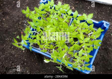 Young tomato seedlings in pots in greenhouse. How to growing food at home. sprouts green plant and home gardening. top view Stock Photo