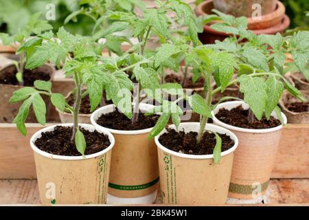 Solanum lycopersicum. Home grown tomato seedlings planted in upcycled compostable coffee cups during the coronavirus Covid 19 lockdown. UK Stock Photo