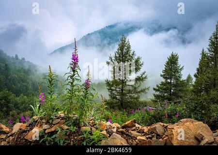 Mountain landscape. Foggy weather high in the mountains in summer Stock Photo