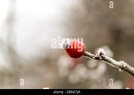 rosehip under hoarfrost in winter Stock Photo