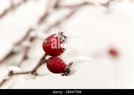 rosehip under hoarfrost in winter Stock Photo