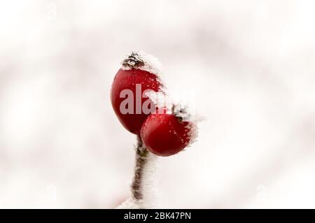 rosehip under hoarfrost in winter Stock Photo